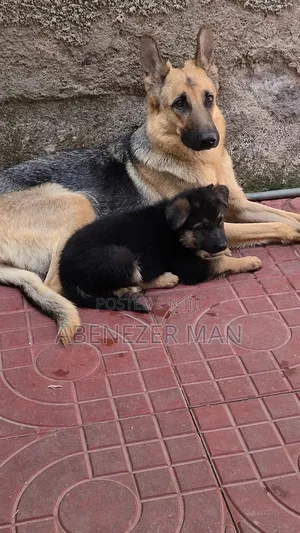 Photo - 0-1 month Female Purebred German Shepherd