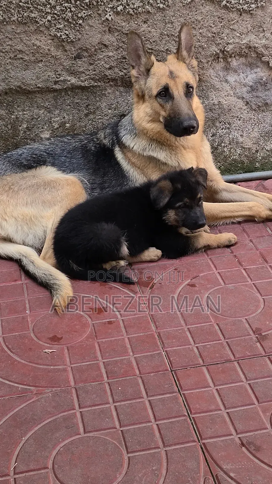 0-1 month Female Purebred German Shepherd