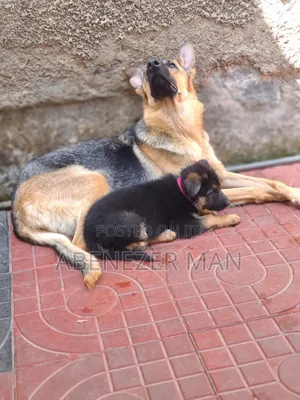0-1 month Female Purebred German Shepherd