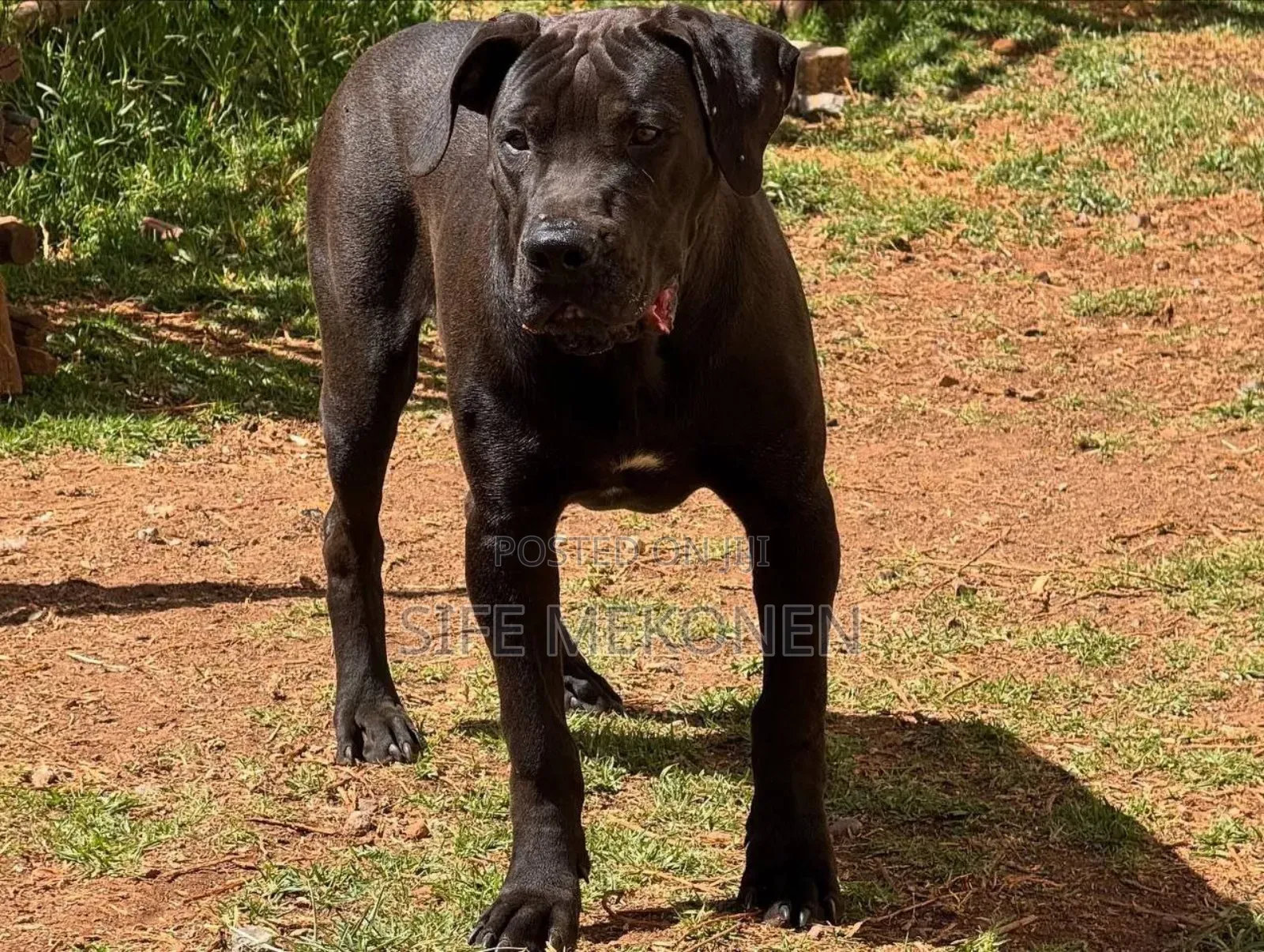 6-12 months Male Purebred Boerboel