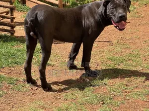 6-12 months Male Purebred Boerboel