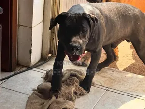 6-12 months Male Purebred Boerboel