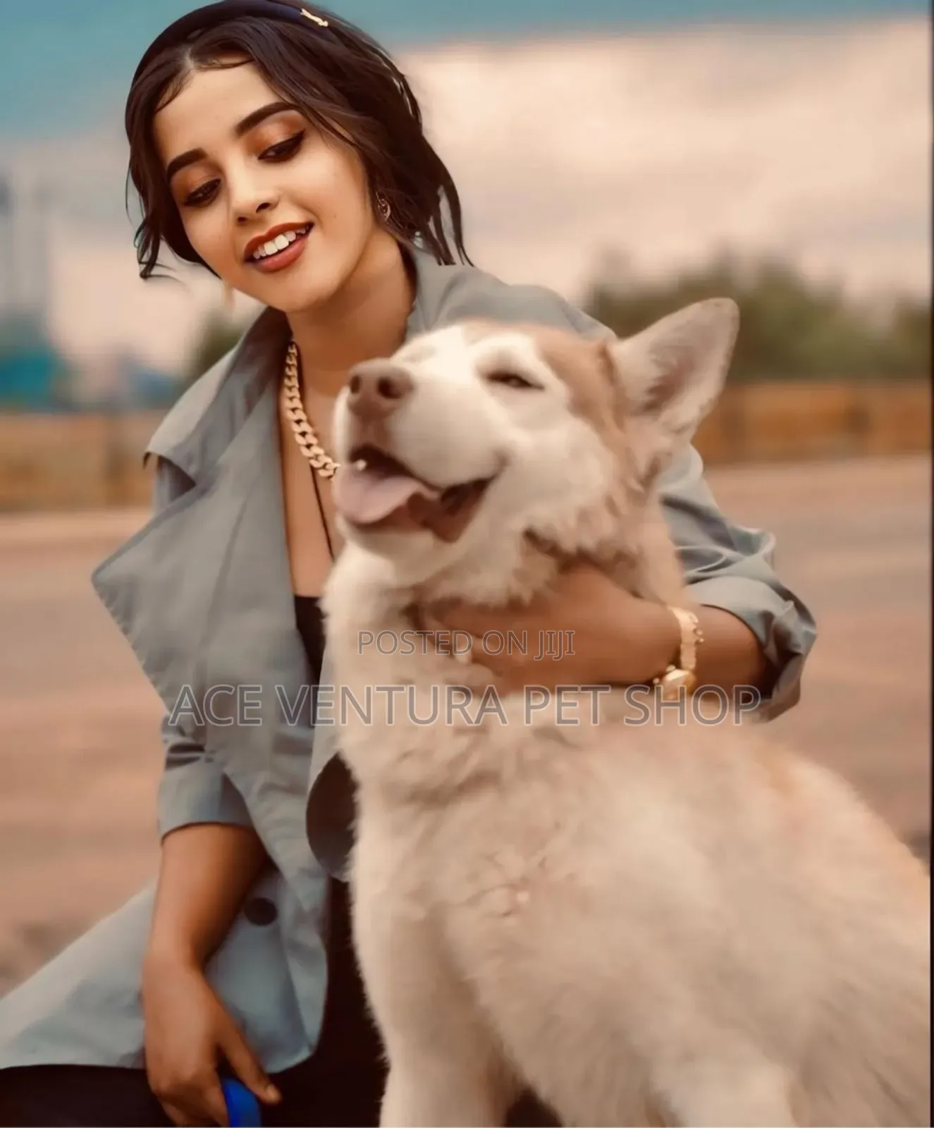 1-3 months Male Purebred Siberian Husky