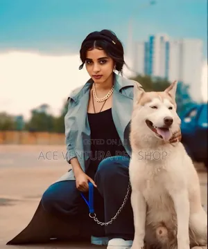 1-3 months Male Purebred Siberian Husky