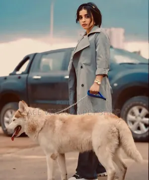 1-3 months Male Purebred Siberian Husky