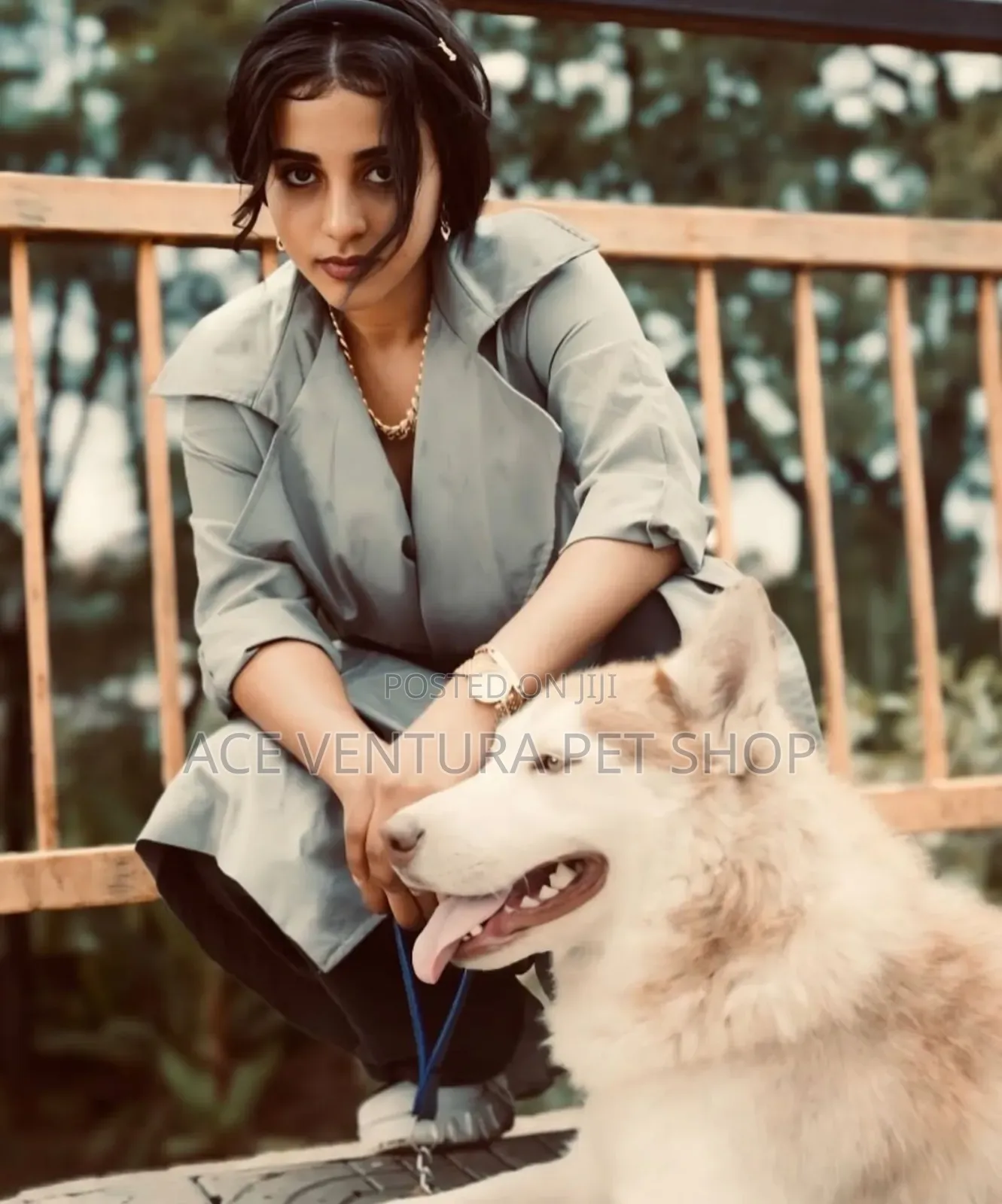 1-3 months Male Purebred Siberian Husky