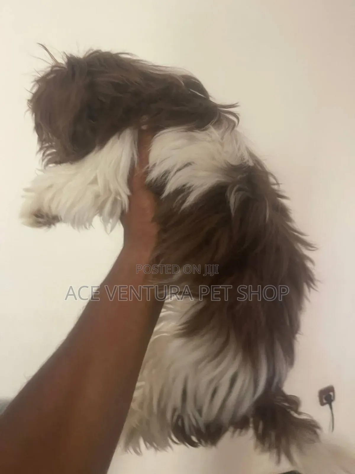 1-3 months Male Purebred Shih Tzu
