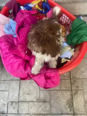 1-3 months Male Purebred Shih Tzu