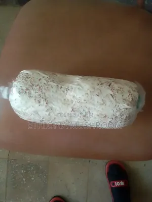 Photo - Oyster Mushroom Spawn