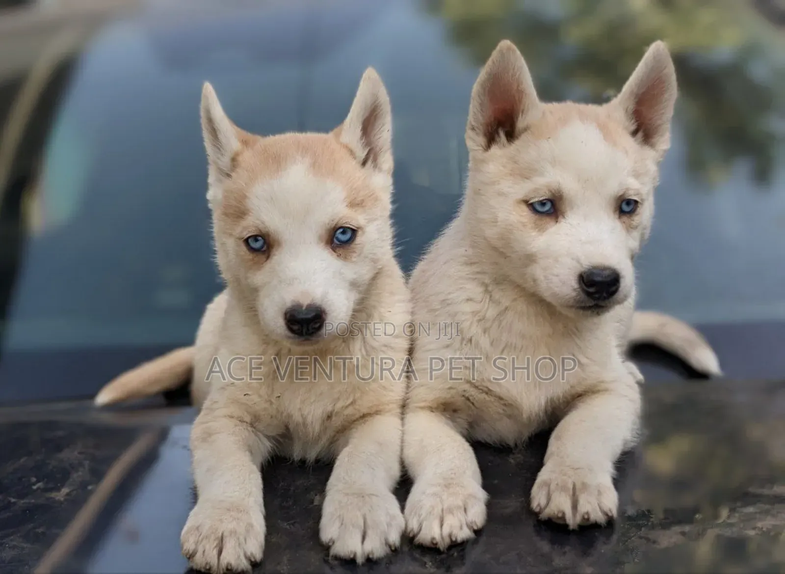 1-3 months Male Purebred Siberian Husky