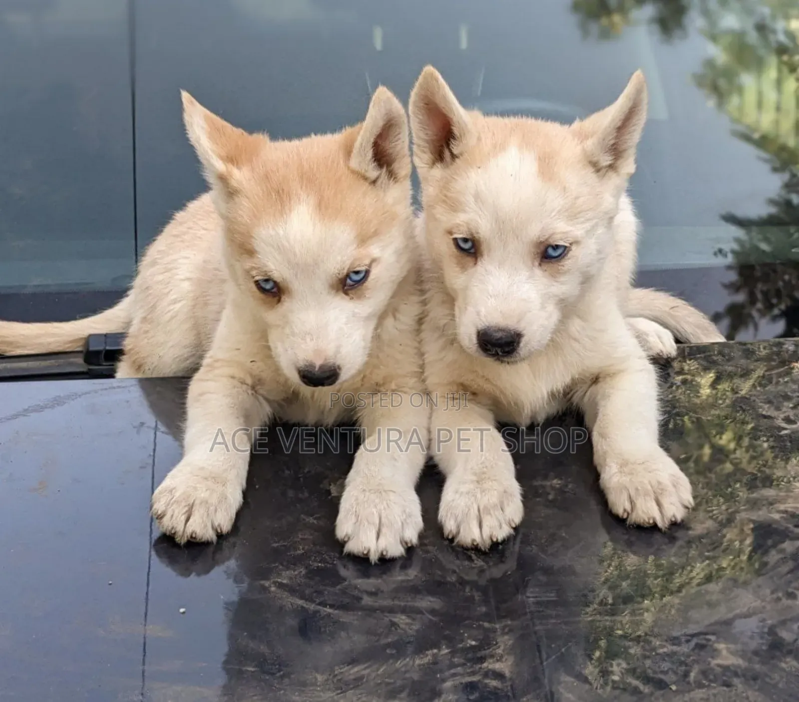 1-3 months Male Purebred Siberian Husky