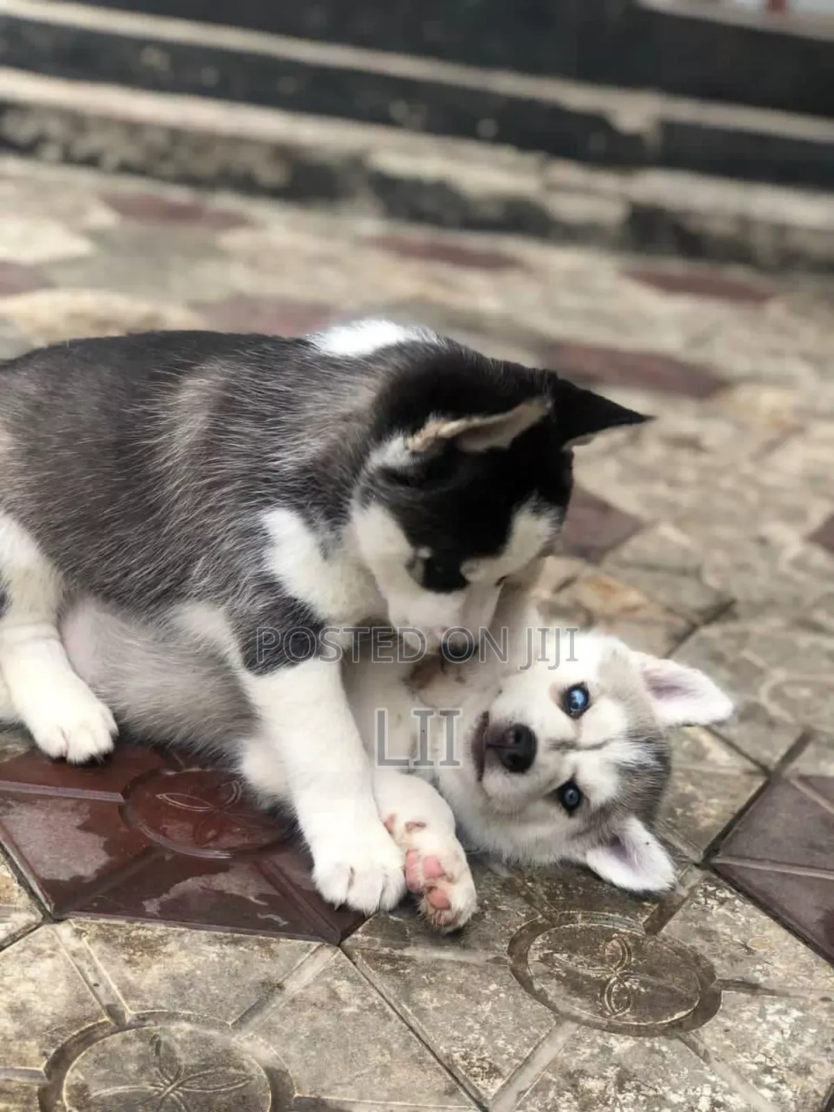 3-6 months Male Purebred Siberian Husky