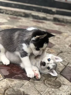 Photo - 3-6 months Male Purebred Siberian Husky