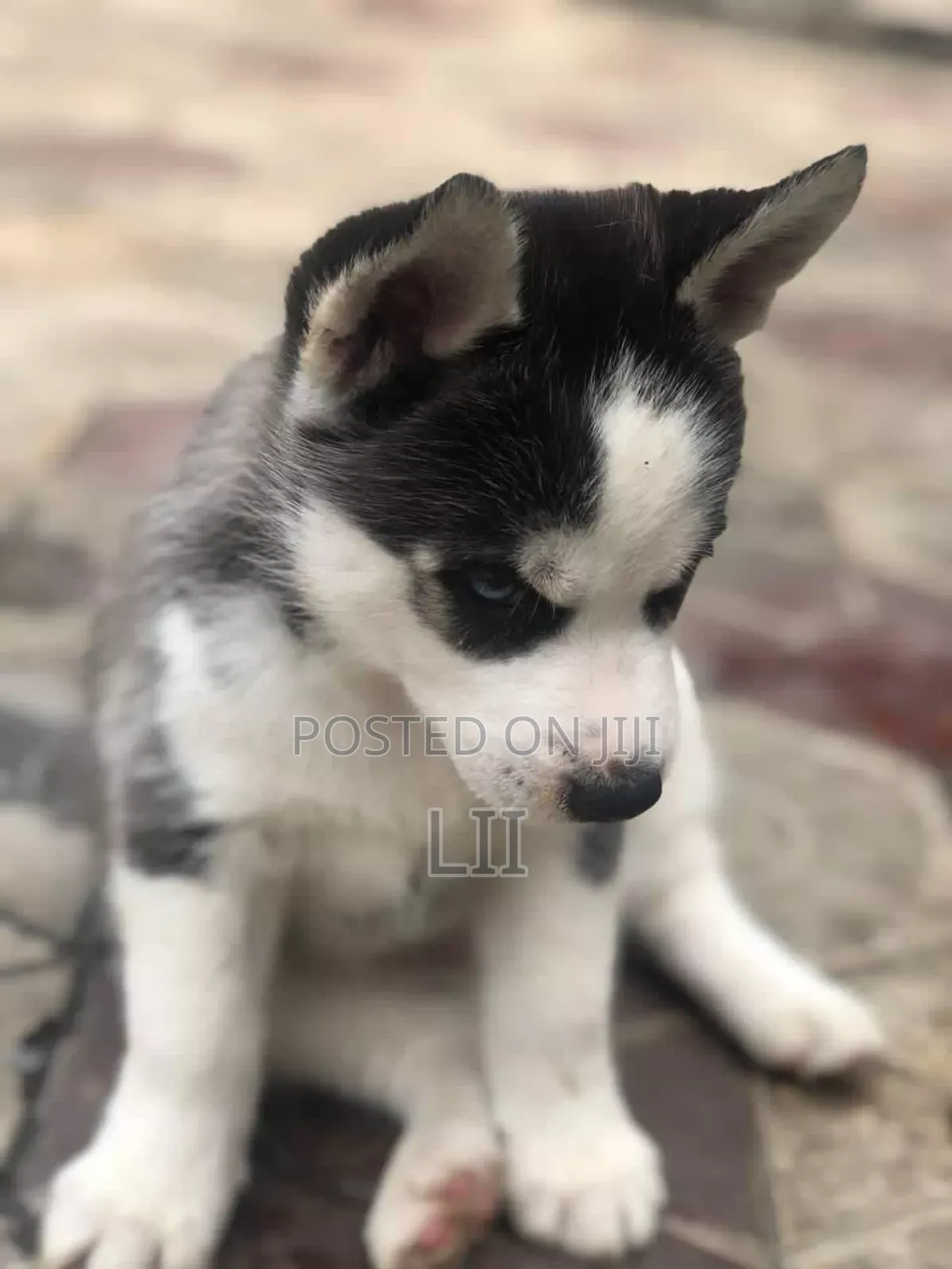 3-6 months Male Purebred Siberian Husky