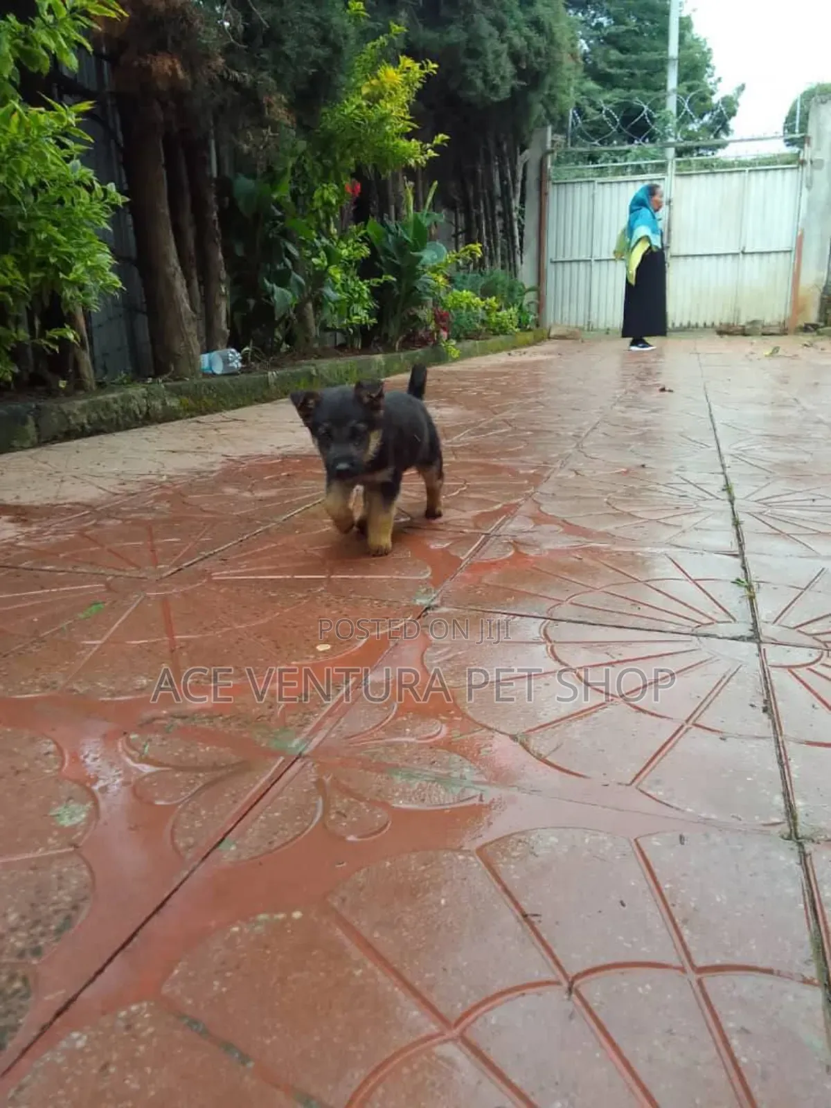 1-3 months Male Purebred German Shepherd