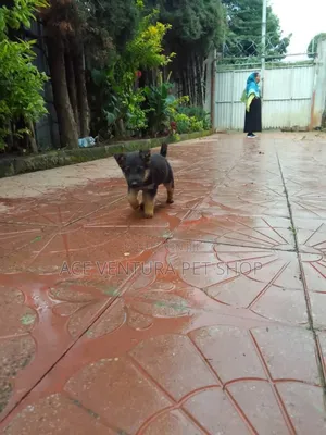 1-3 months Male Purebred German Shepherd