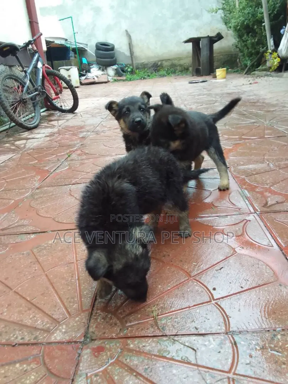 1-3 months Male Purebred German Shepherd