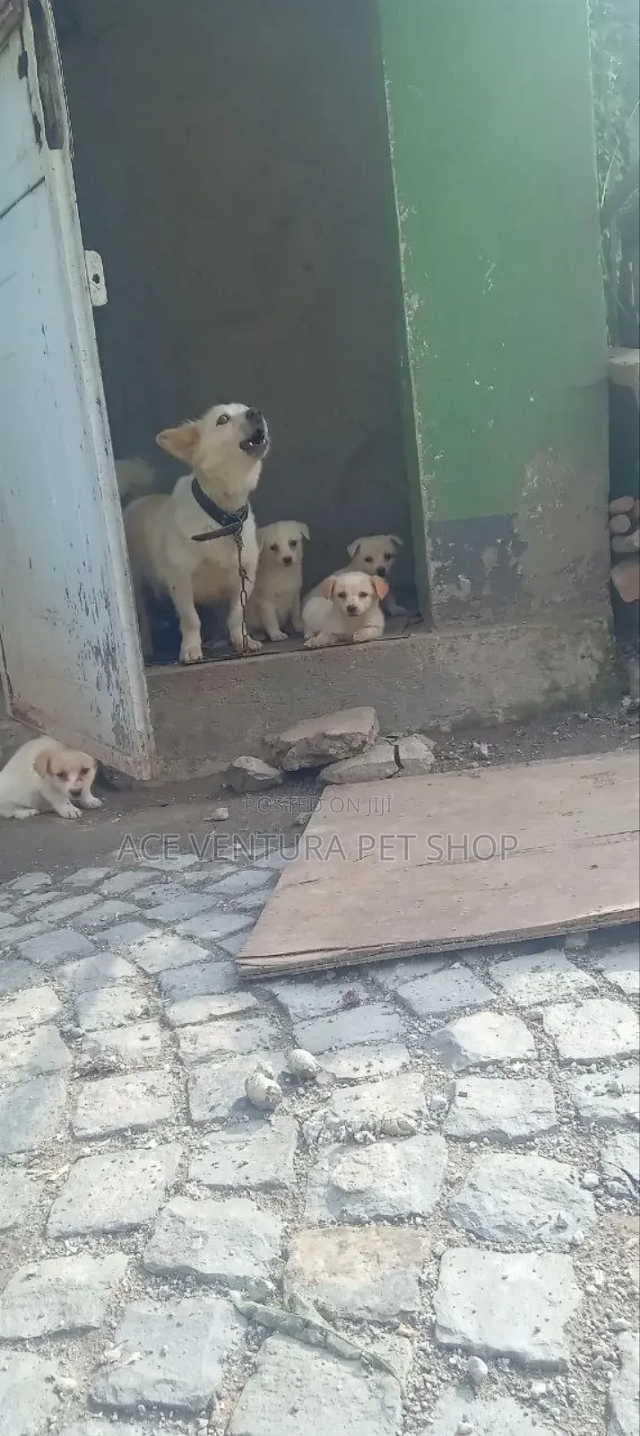 1-3 months Male Purebred Maltese
