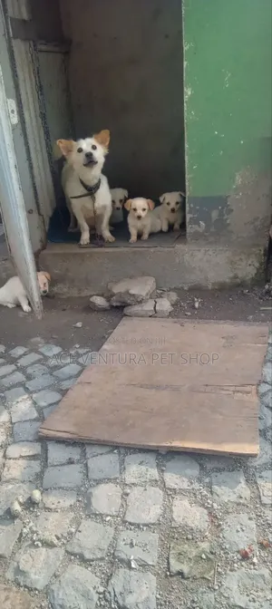 1-3 months Male Purebred Maltese