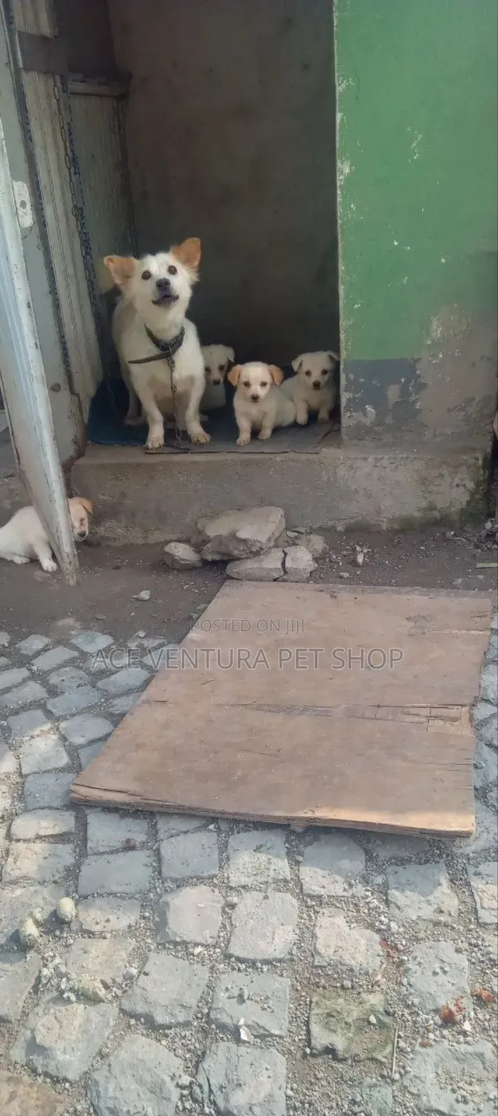 1-3 months Male Purebred Maltese