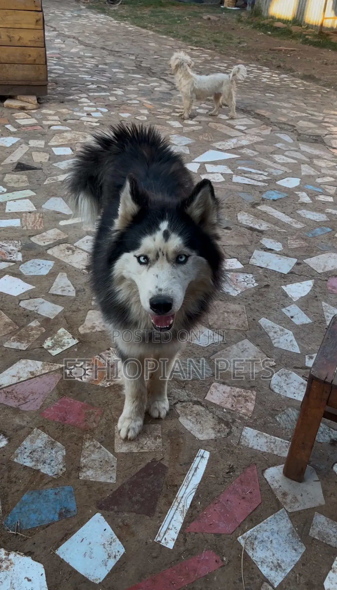 1-3 months Male Purebred Siberian Husky