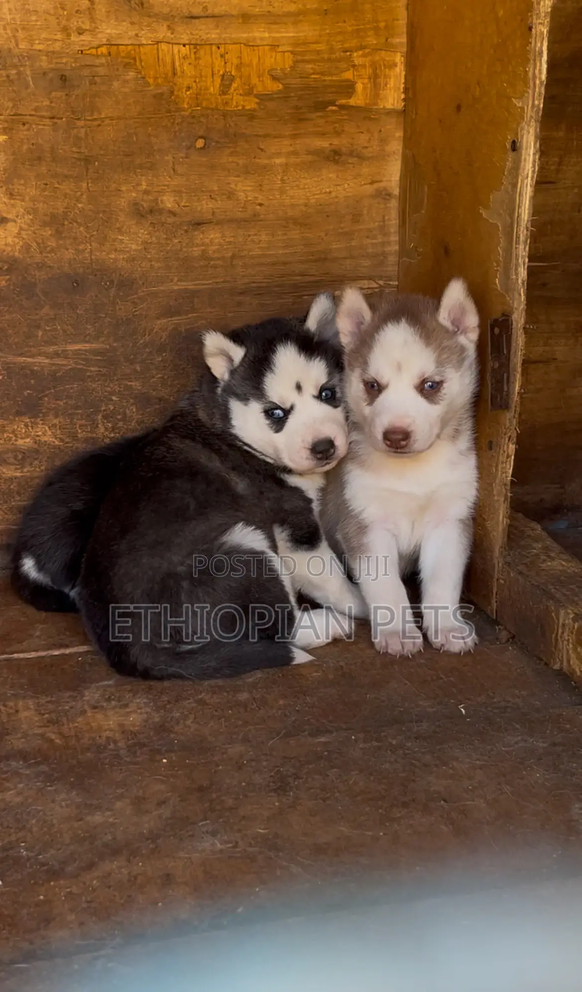 1-3 months Male Purebred Siberian Husky