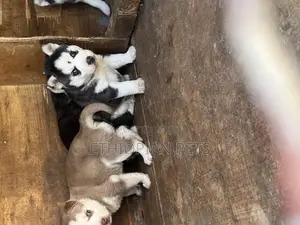 1-3 months Male Purebred Siberian Husky