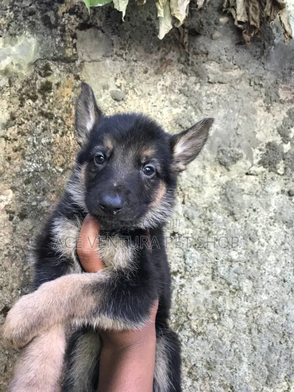 1-3 months Male Purebred German Shepherd