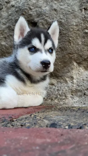 Photo - 3-6 months Male Purebred Siberian Husky