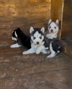 1-3 months Male Purebred Siberian Husky