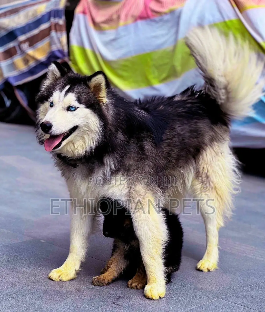 1-3 months Male Purebred Siberian Husky