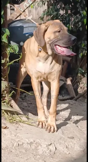 Photo - 3-6 months Female Purebred Bullmastiff