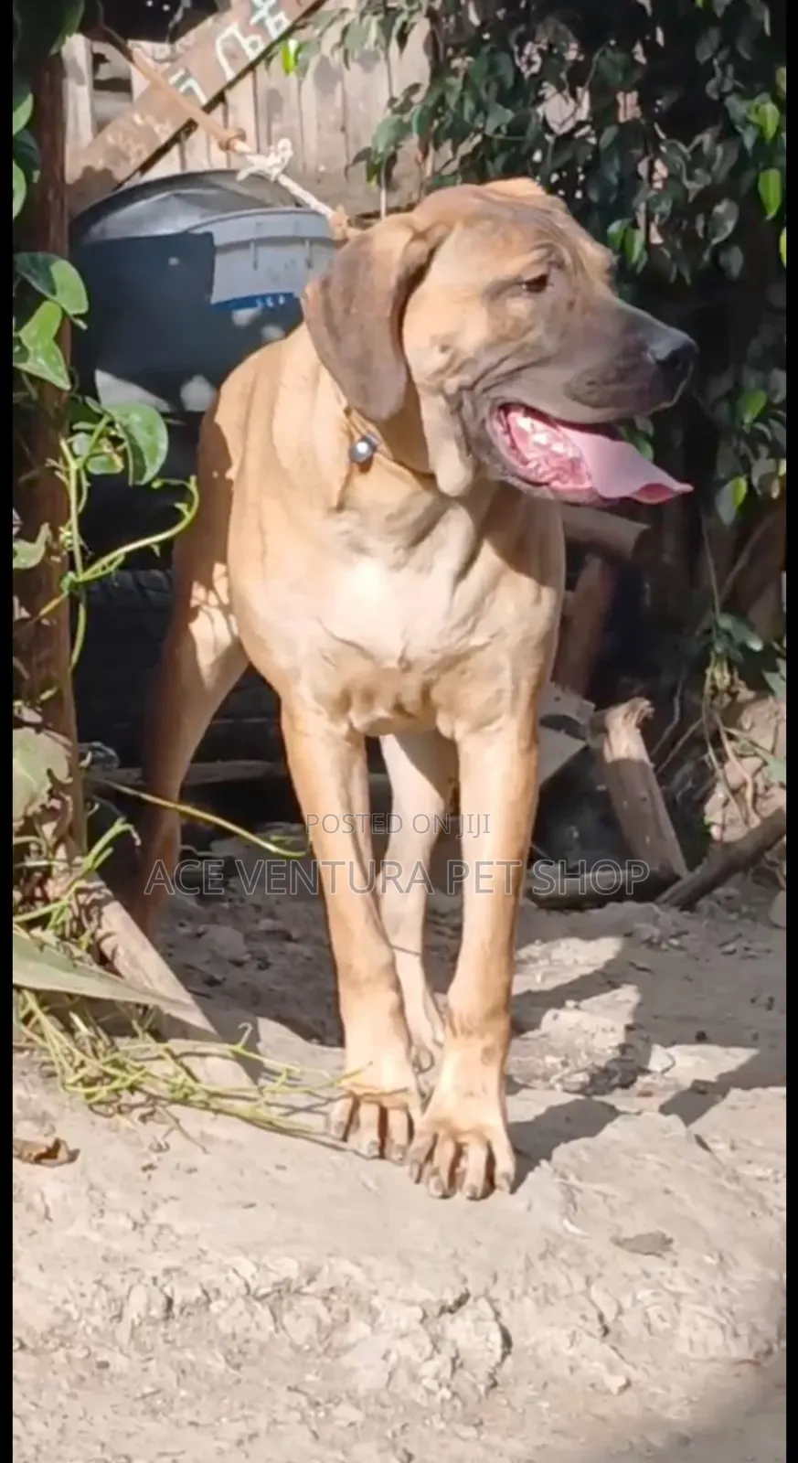 3-6 months Female Purebred Bullmastiff