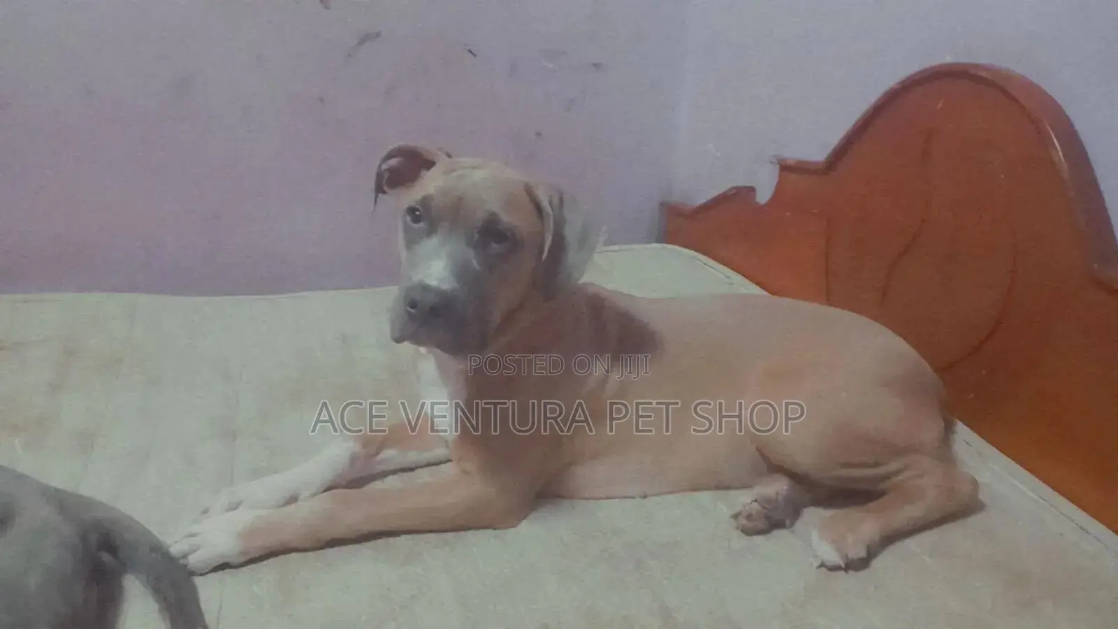 1-3 months Male Purebred Bullmastiff