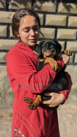 1-3 months Male Purebred Rottweiler