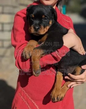 Photo - 1-3 months Male Purebred Rottweiler