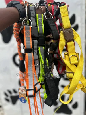 Photo - Dog Leashes