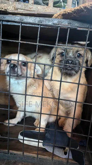 1-3 months Male Purebred Pug