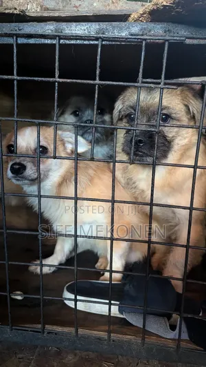 Photo - 1-3 months Male Purebred Pug