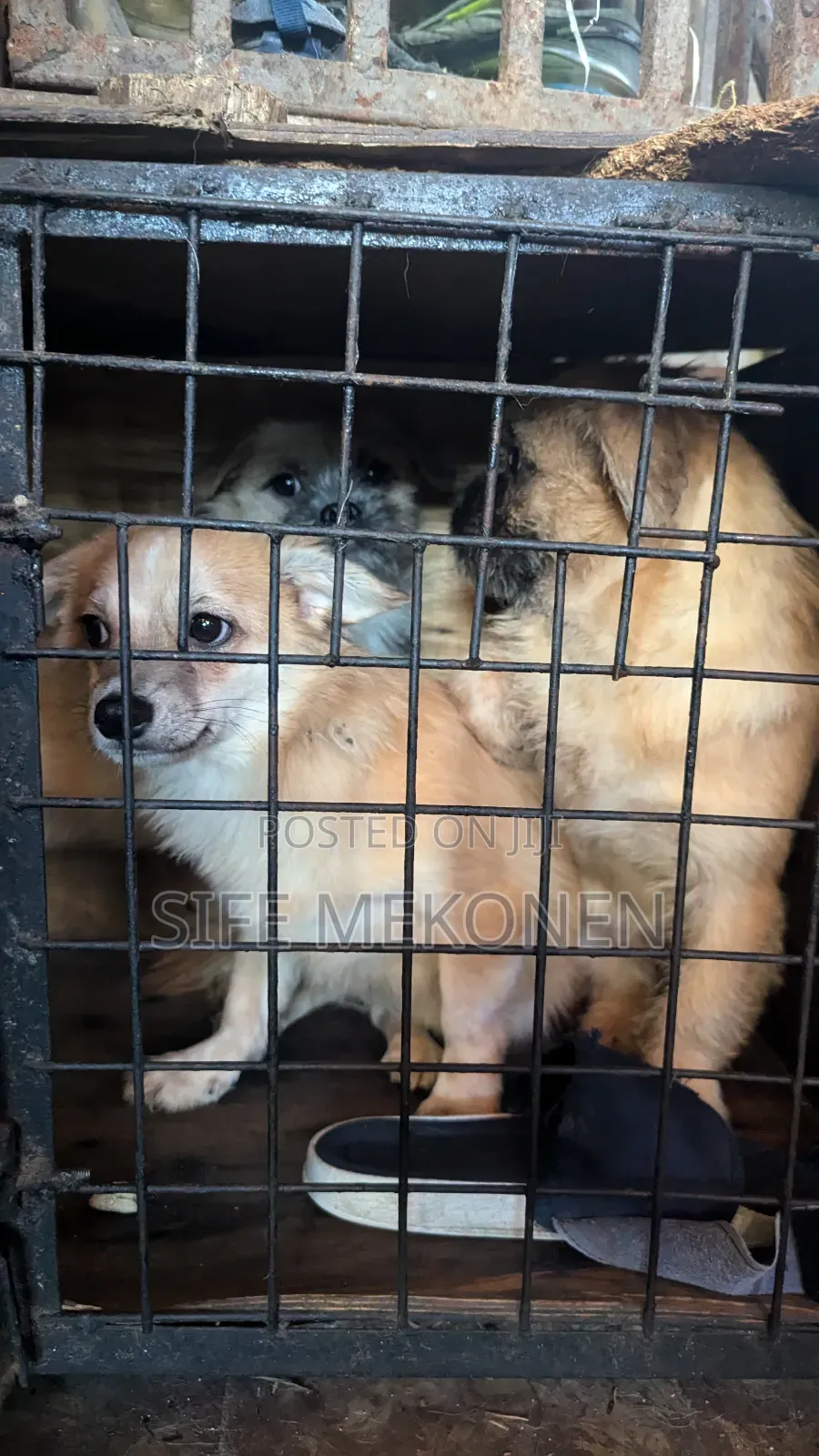 1-3 months Male Purebred Pug