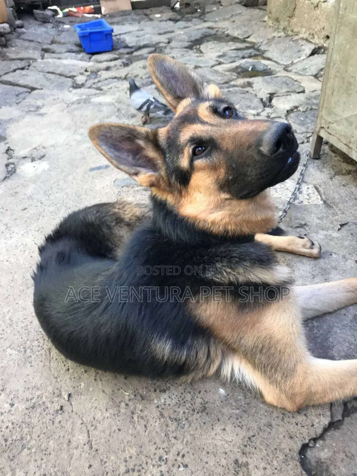 3-6 months Male Purebred German Shepherd