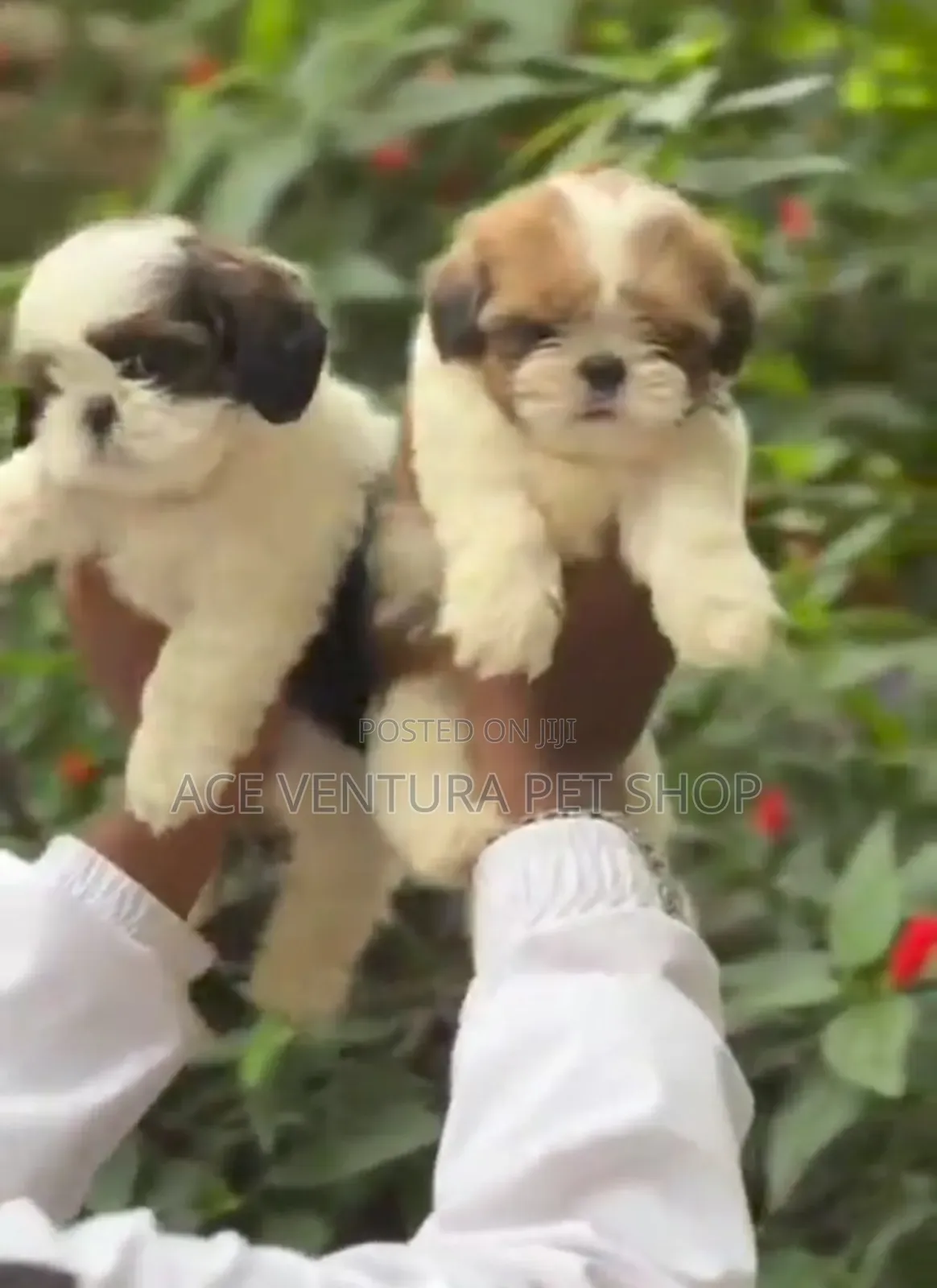 1-3 months Male Purebred Maltese Shih Tzu