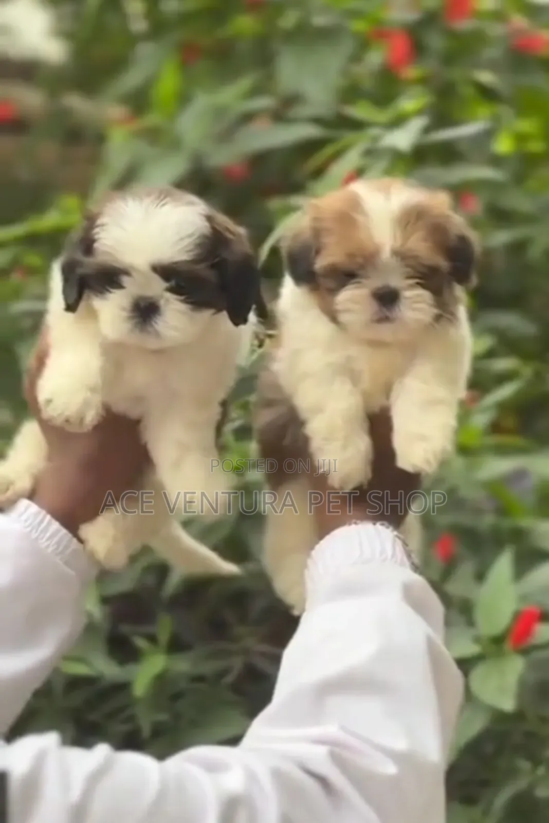 1-3 months Male Purebred Maltese Shih Tzu