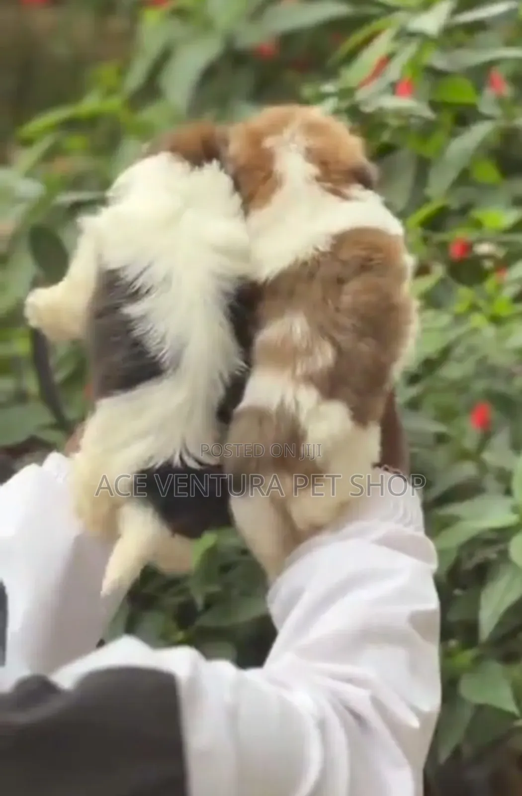 1-3 months Male Purebred Maltese Shih Tzu