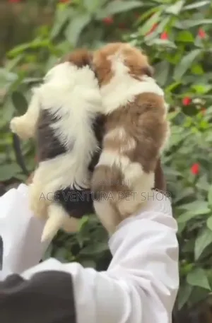 1-3 months Male Purebred Maltese Shih Tzu