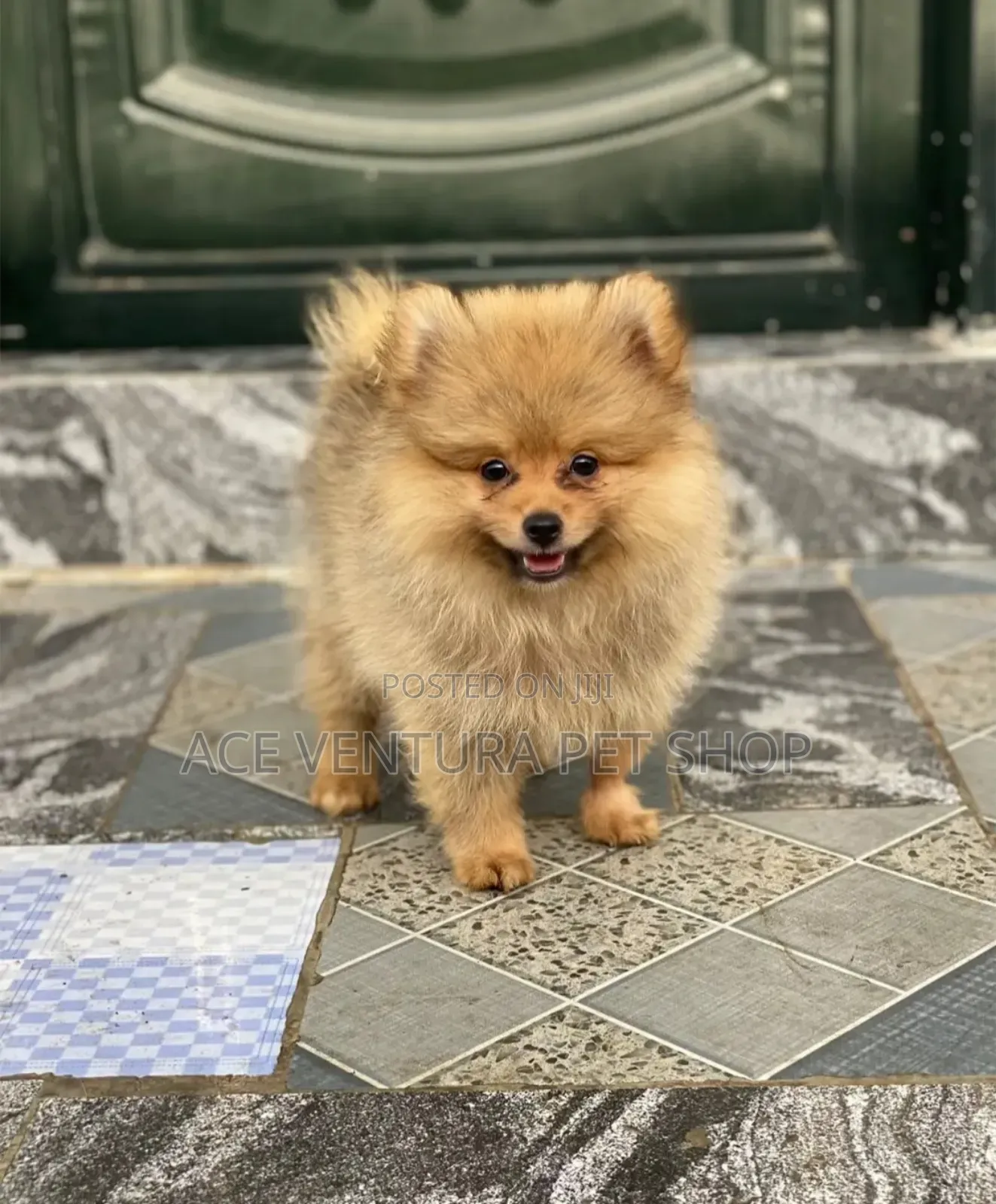 1-3 months Male Purebred Pomeranian