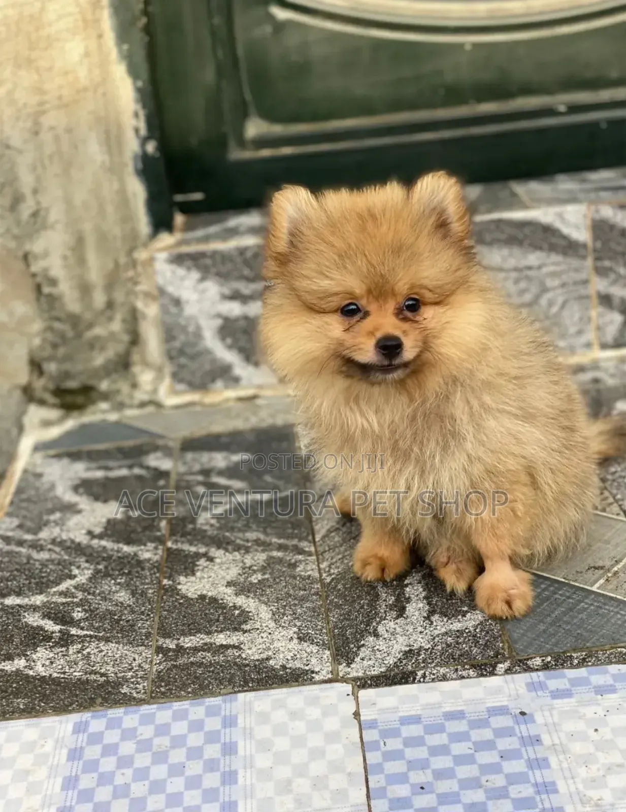 1-3 months Male Purebred Pomeranian