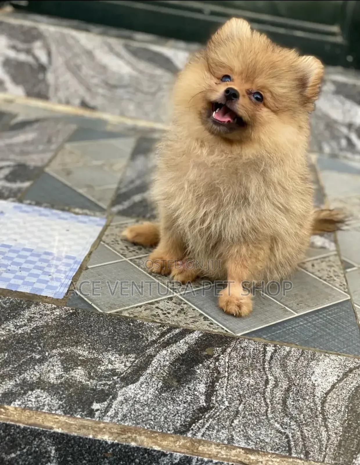 1-3 months Male Purebred Pomeranian
