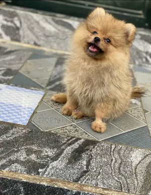 1-3 months Male Purebred Pomeranian