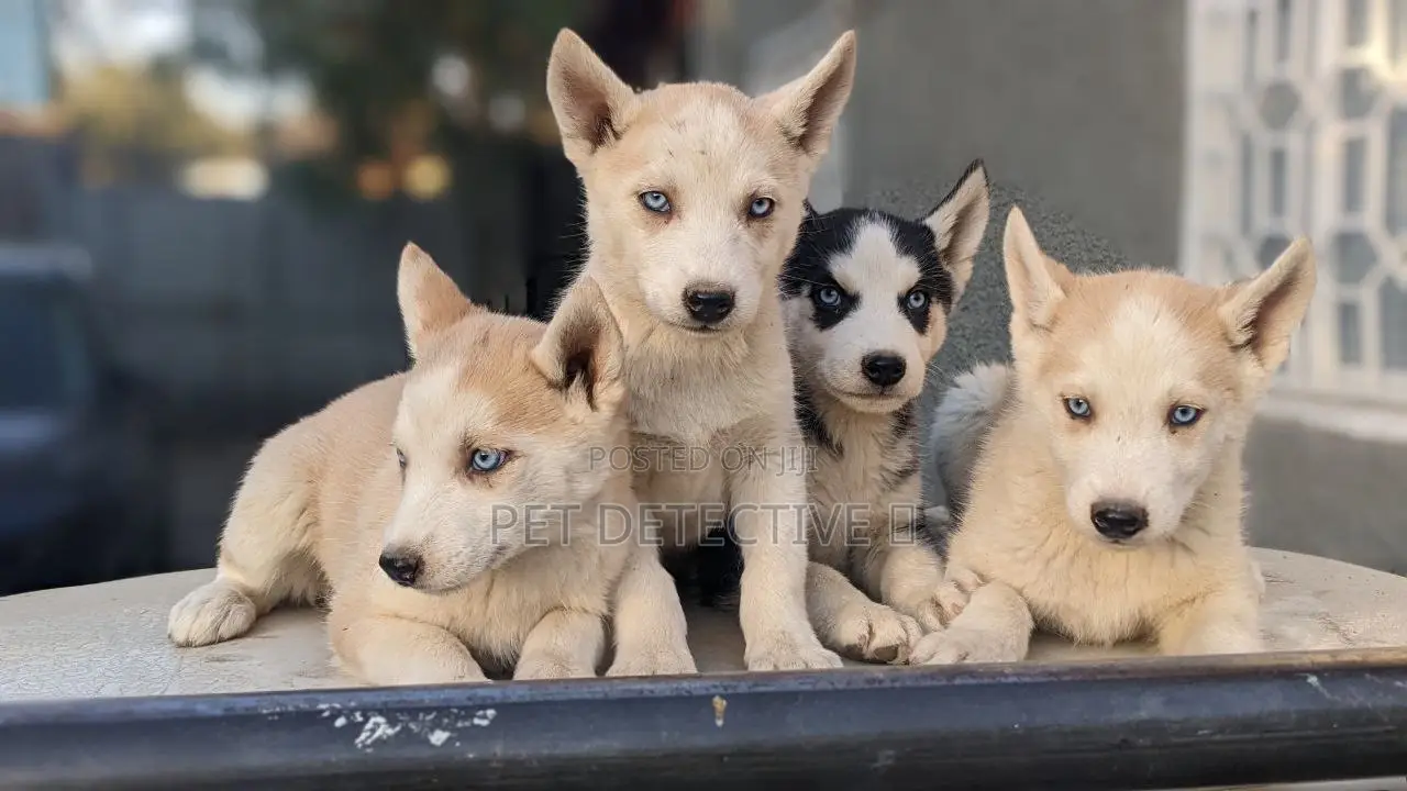 1-3 months Male Purebred Siberian Husky